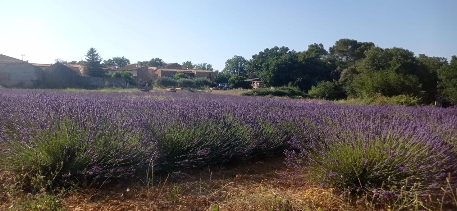 Sous Le Tilleul Saint-Maurice-de-Cazevieille 外观 照片
