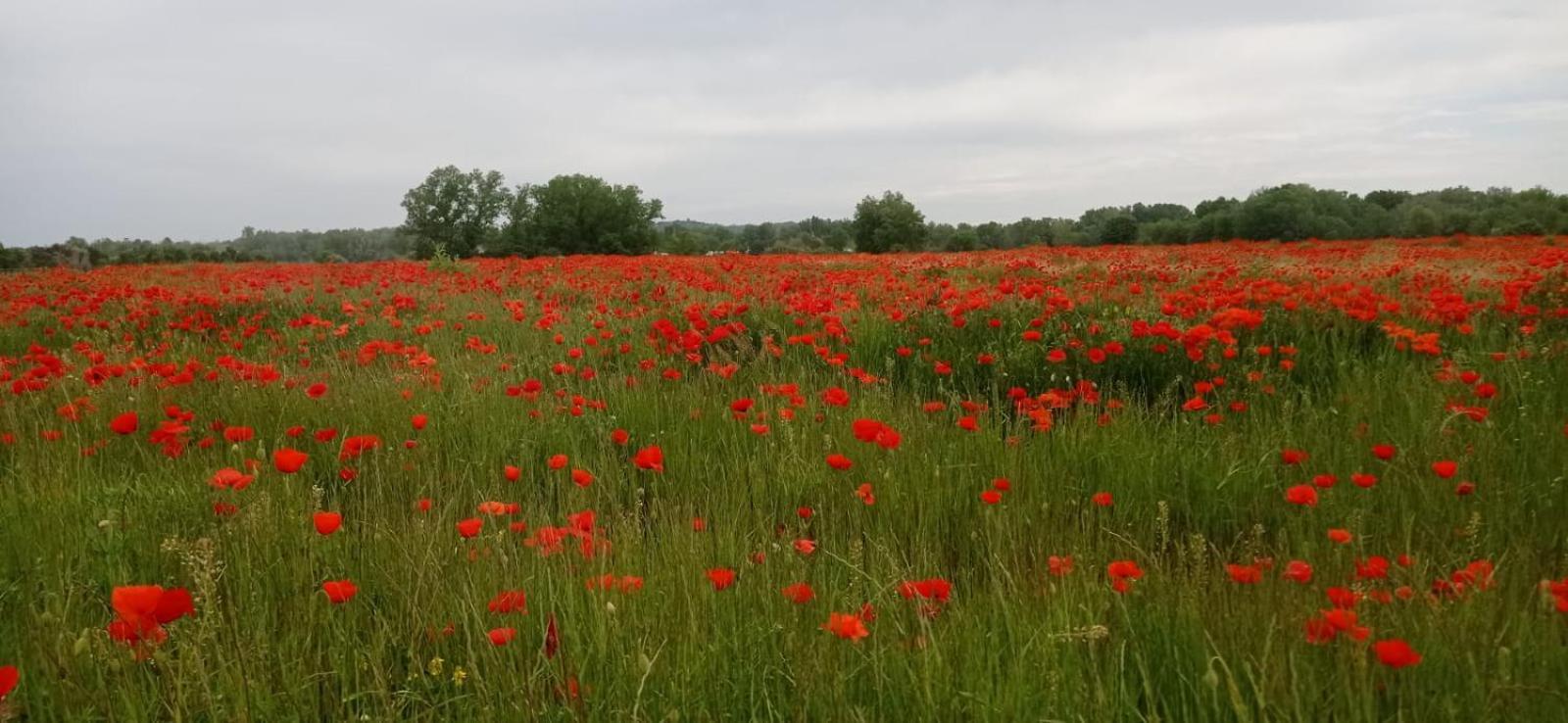 Sous Le Tilleul Saint-Maurice-de-Cazevieille 外观 照片
